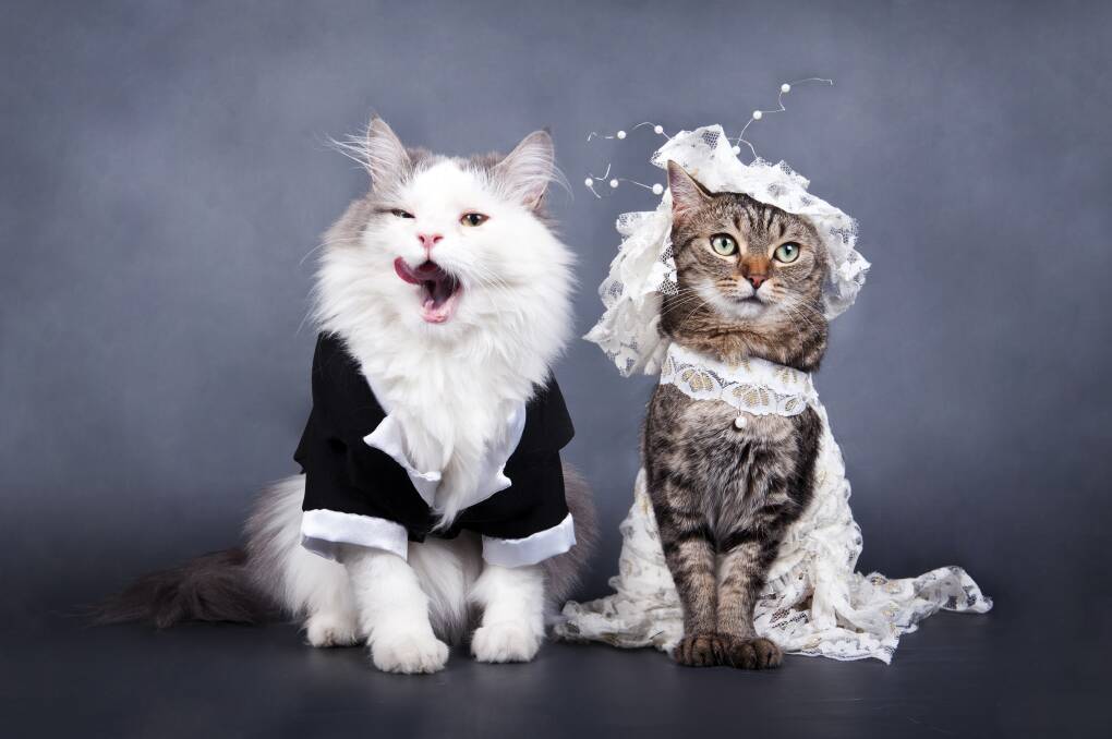 From idreamofcovid.com: "Last night I dreamt I was invited to a very upscale event in front of the Pantheon to celebrate a cat's wedding." Picture: Shutterstock