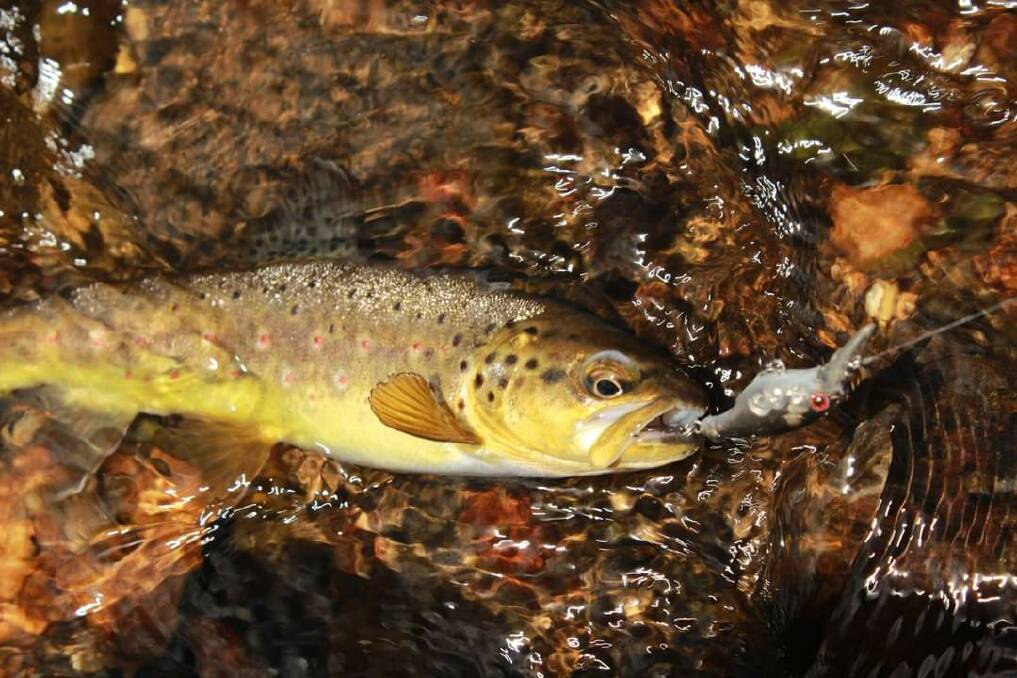 Venturing into some of the more secluded trout streams is a good way to beat the crowds and catch a fish.