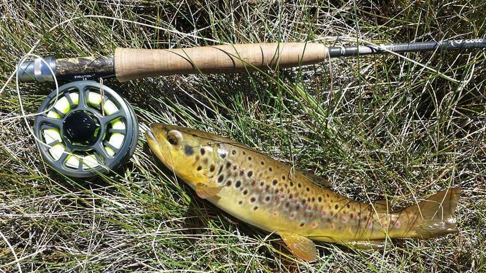 Brown and rainbow trout are coming close to shore in the mountain lakes.