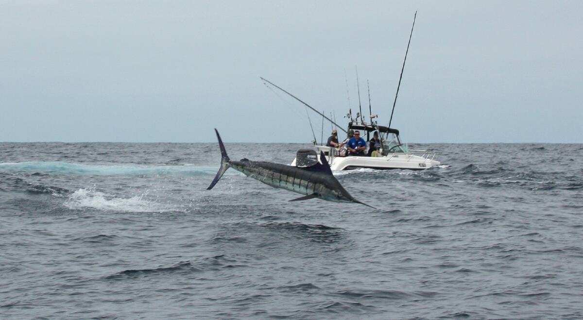 February is marlin madness month on the South Coast.
