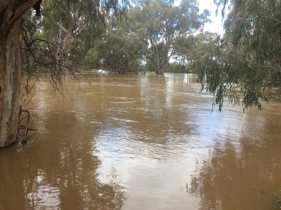 The Lachlan River in flood. Picture: Sally Perry