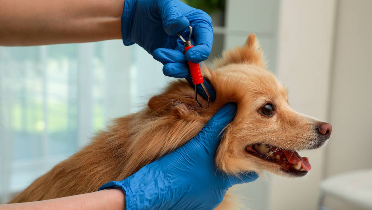 More tick-paralysis cases in dogs and cats are appearing in areas that have not historically had cases. Picture Getty Images