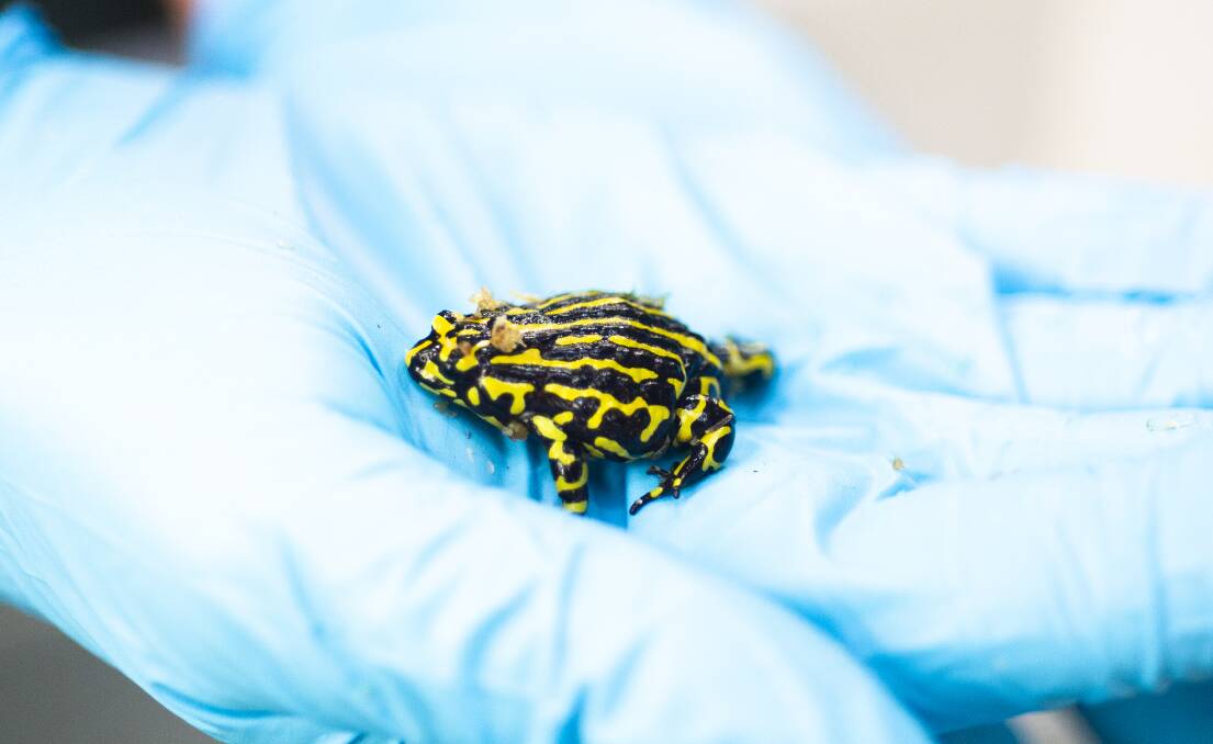 The critically endangered northern corroboree frog. Picture: Dion Georgopoulos