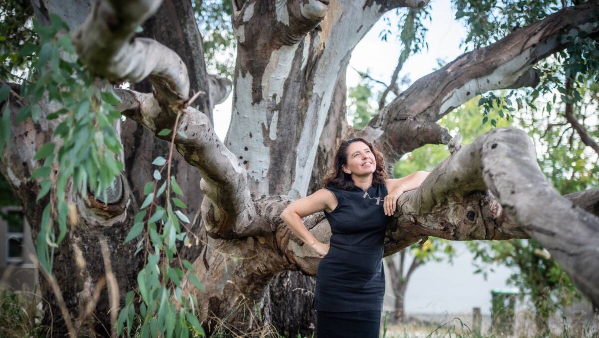 Environment Minister Rebecca Vassarotti in front of a red gum in residential Bruce that is older than Canberra. Picture: Karleen Minney