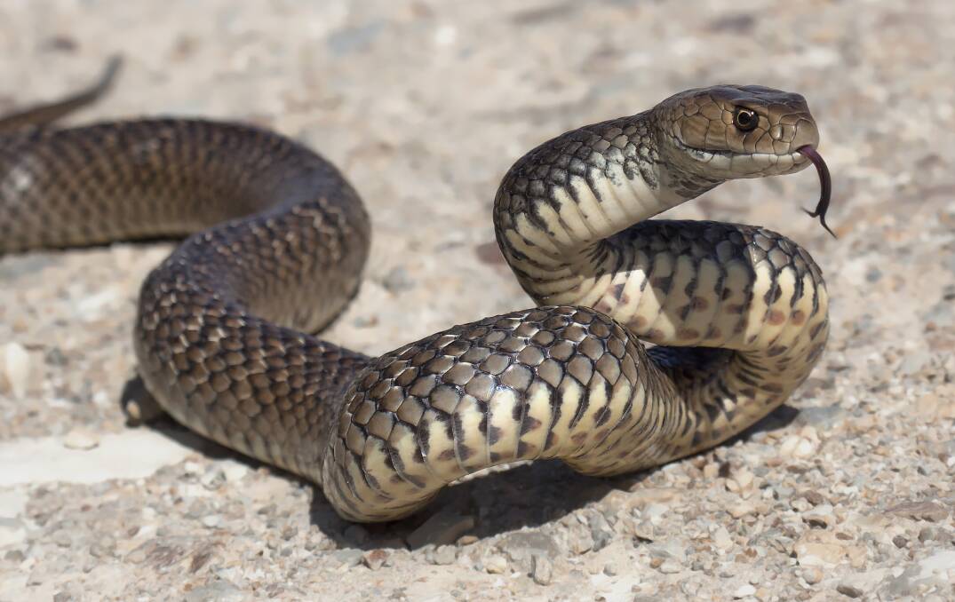 Snakes could the heroes to save us from the booming mouse plague. Picture: Shutterstock