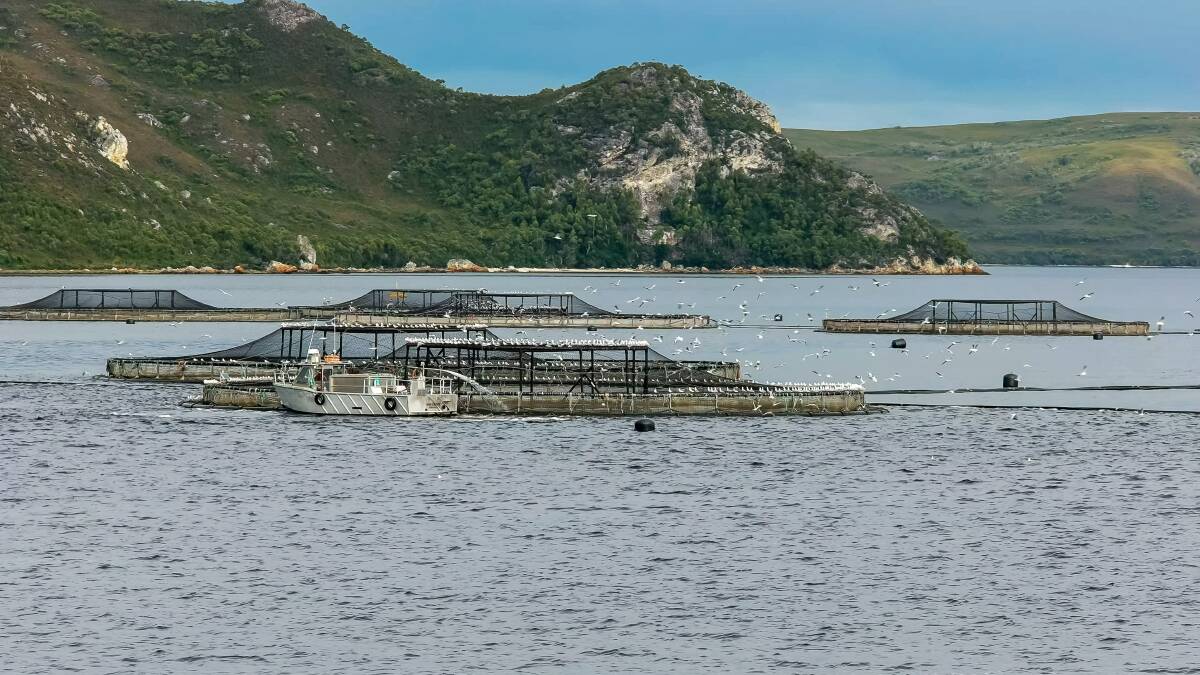 Salmon farms in Macqaurie Harbour on Tasmania's west coast. Picture Shutterstock