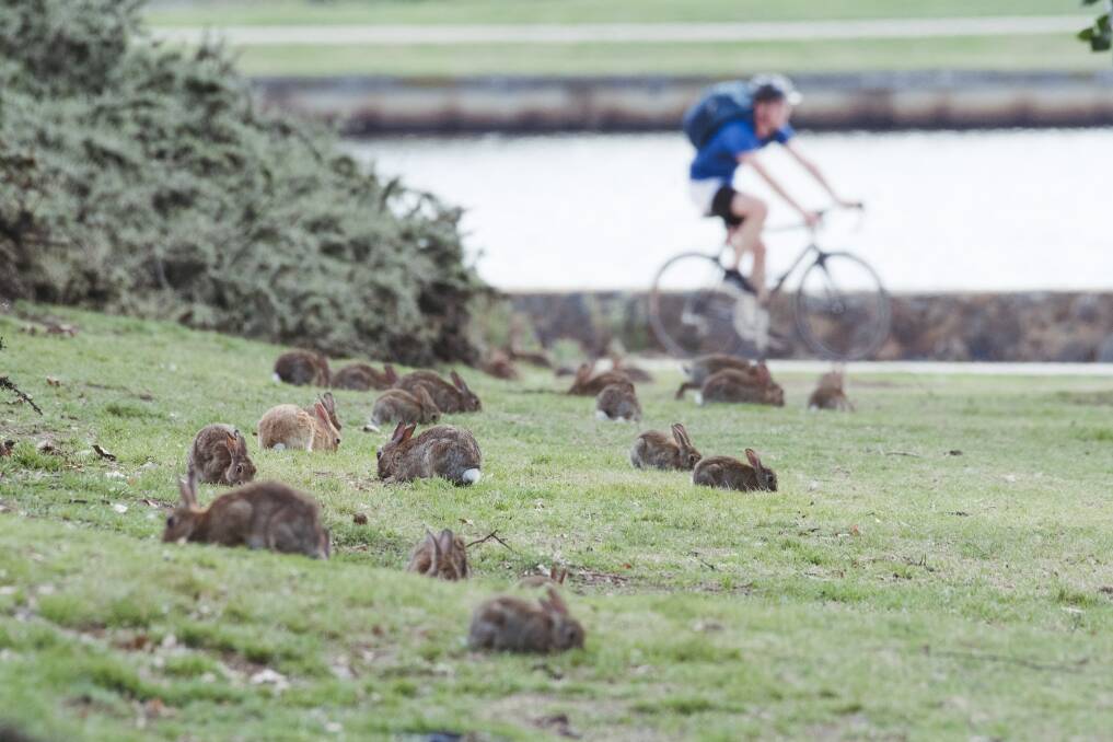 There has been a feral rabbit population surge in Canberra. Picture: Dion Georgopoulos