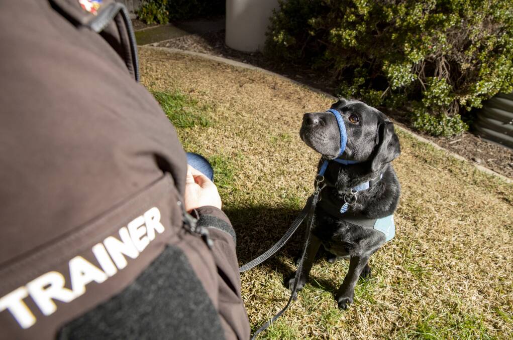 Service dog Jaeger in training. Picture: Sitthixay Ditthavong