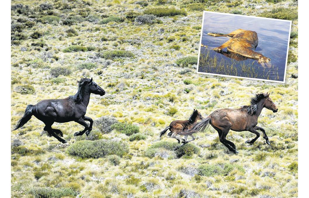 Claims have been made of decaying carcasses from culled brumbies have been found in and near the waterways of the Snowy Mountains. Pictures Finbar O'Mallon, supplied