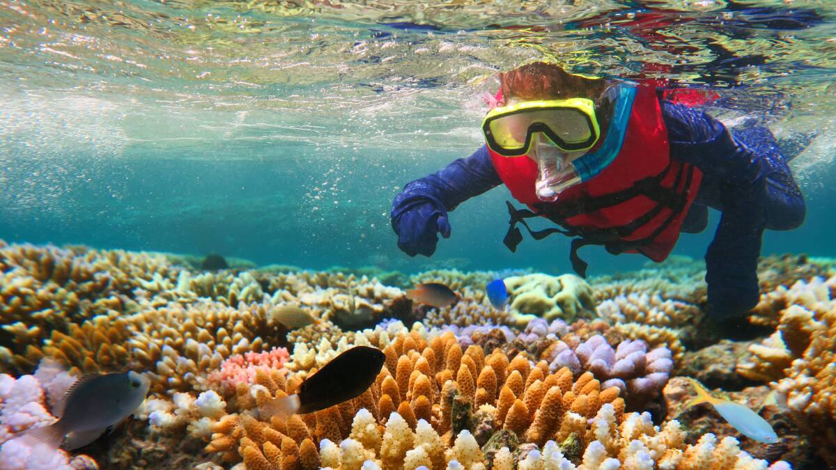Momentous climate bills give hope for Reef, but we must avoid complacency