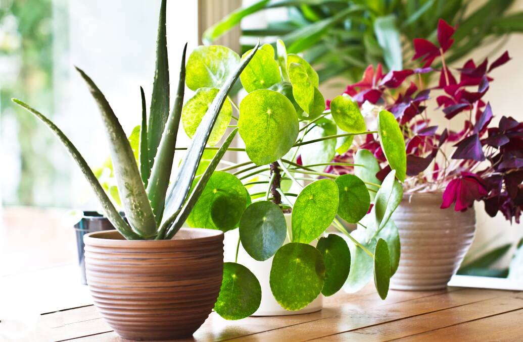 Plan an indoor jungle from your living room. Picture: Shutterstock
