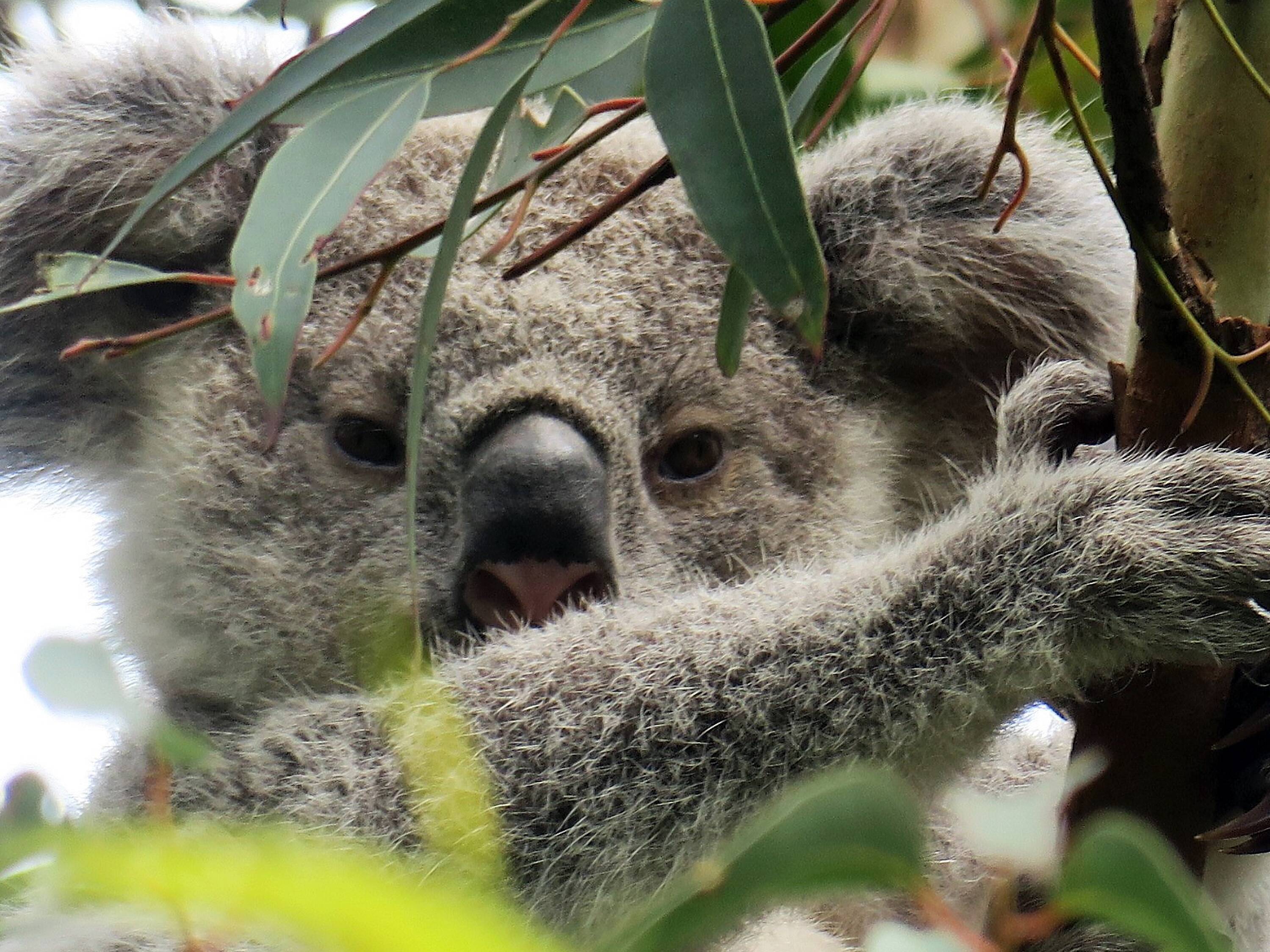 World Animal Day reminds us koalas need Australia's help | The Canberra  Times | Canberra, ACT