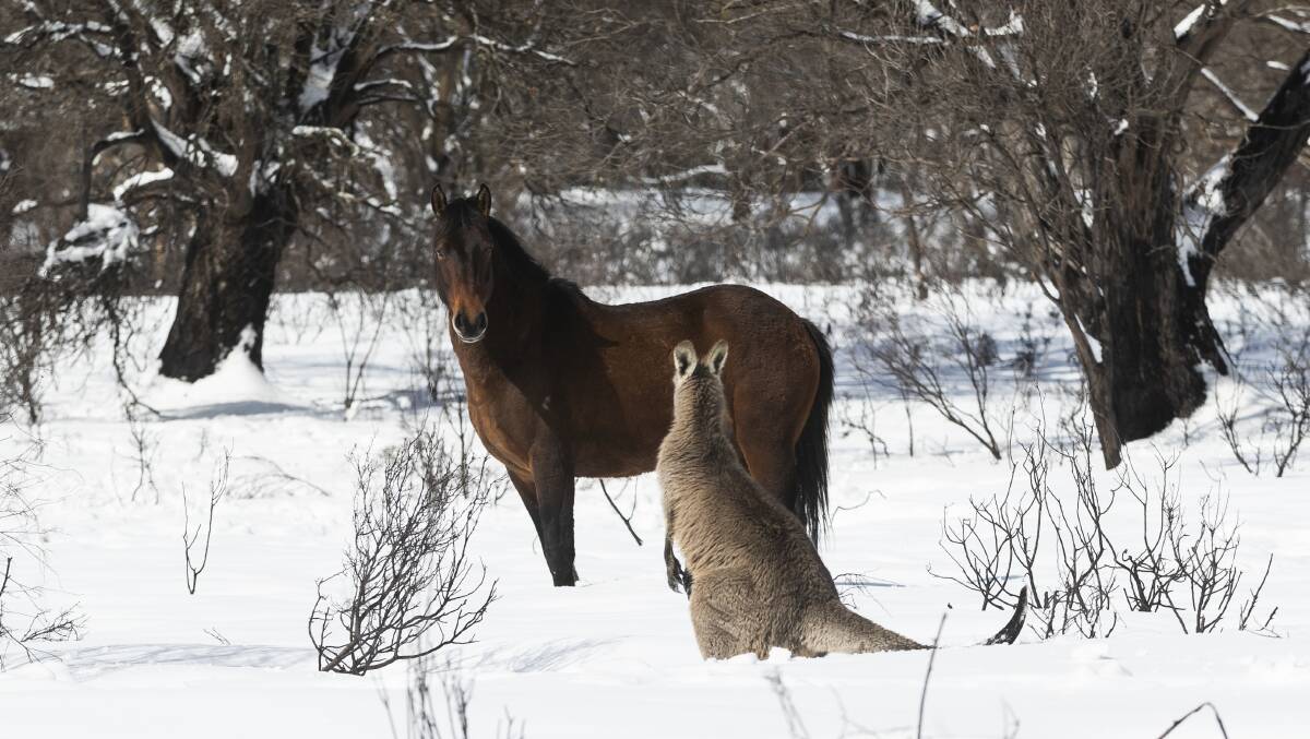 An eastern grey kangaroo and a brumby face off in Kosciuszko National Park. Picture Getty Images