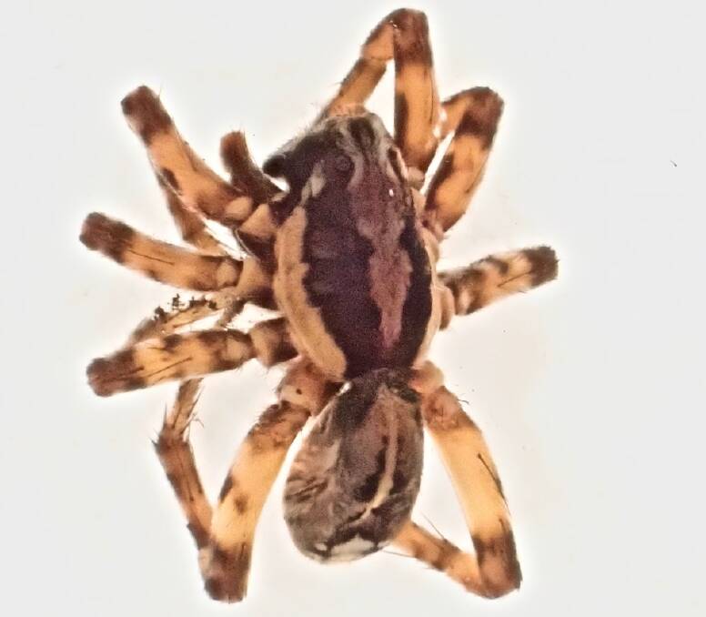 The new spider discovered, now named . Picture: Supplied 