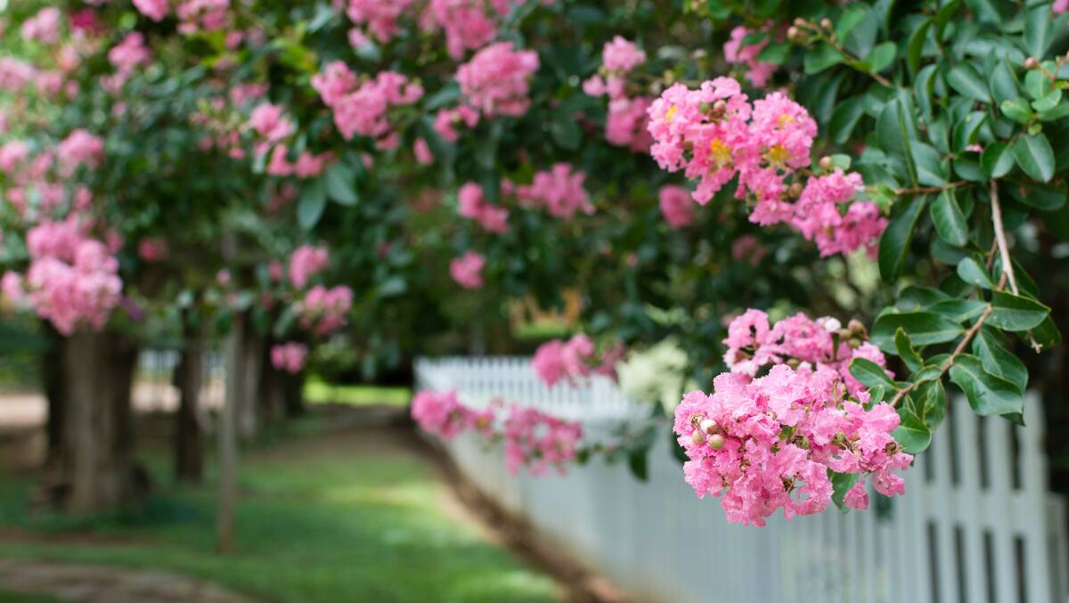 Well-grown crepe myrtles will give your garden a beautiful boost. Picture: Shutterstock