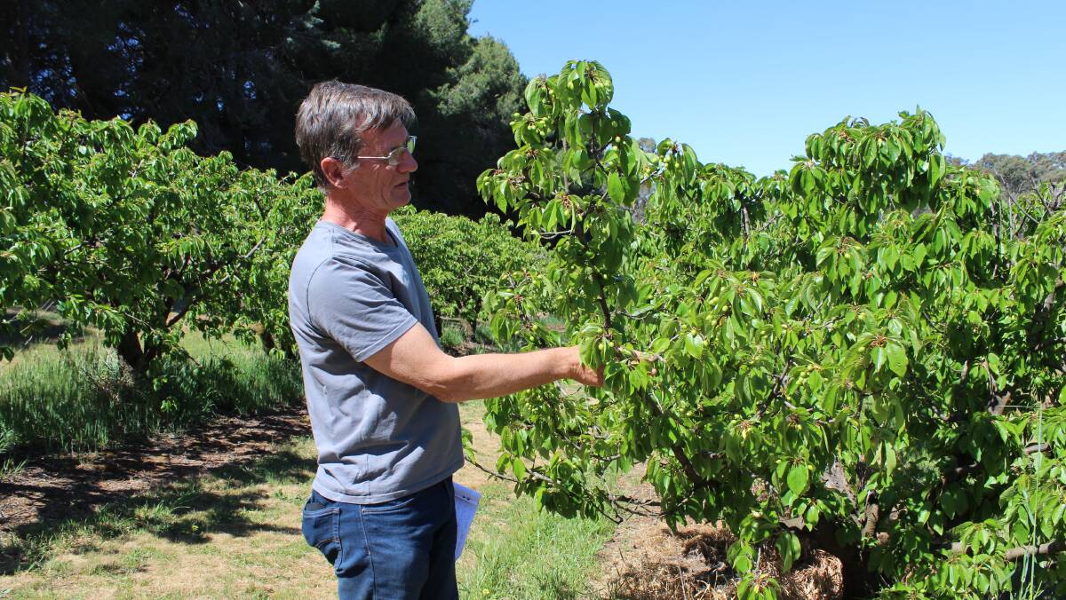 Rupert Hyde from Allambie Orchard inspecting his fruit and thinning branches. Picture: Sally Whyte