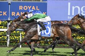 Manaal is tipped to win Race 7, the MOËT & CHANDON CHAMPAGNE STAKES over 1600m. Picture Bradley Photos