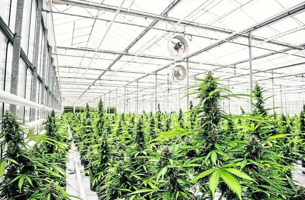 In the three years in which the national scheme has operated, only a quarter of the applications to research, manufacture or produce medicinal cannabis have been processed.
