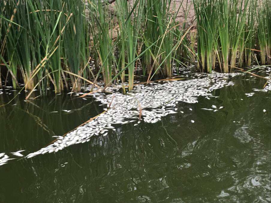 Another image of dead bony herring at the Menindee weir pool on the Darling River. Photo: Graeme McCrabb