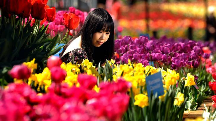 International finance student at the Australian National University Michelle Yao from China taking in the sights at Canberra's Floriade. Photo: Gary Schafer