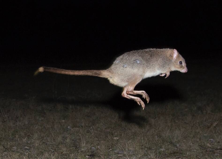 A bettong, one of many native creatures you might spotlight in Mulligans Flat Nature Reserve. Photo: Supplied