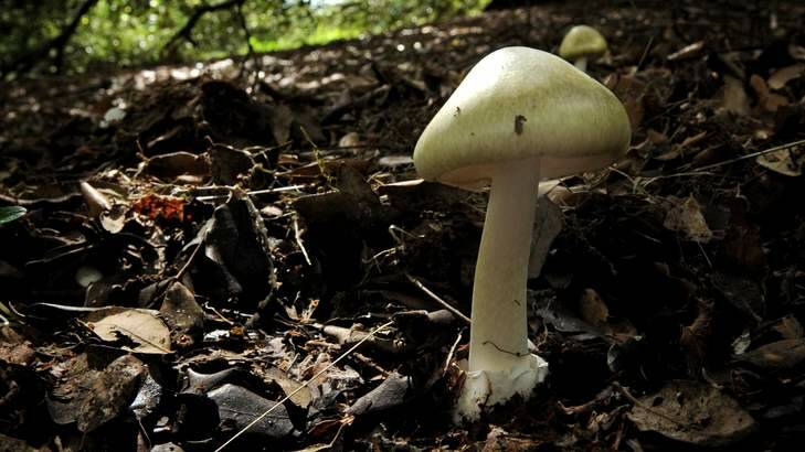 Death Cap Mushroom, growing under a Oak tree in Bass Garden, Griffith, Canberra. Photo: Marina Neil