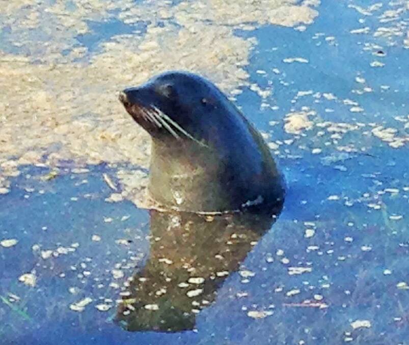 Inquisitive seal at Narooma. Photo: Mark Westwood