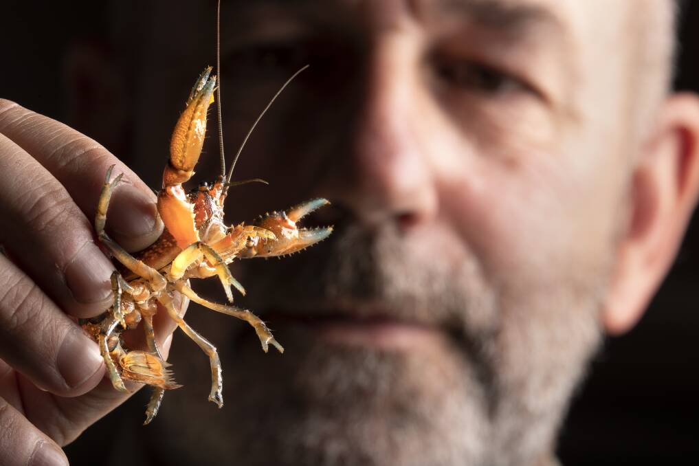 ACT government aquatic ecologist Mark Jekabsons examines a Reik's crayfish that has recently moulted. Photo: Sitthixay Ditthavong