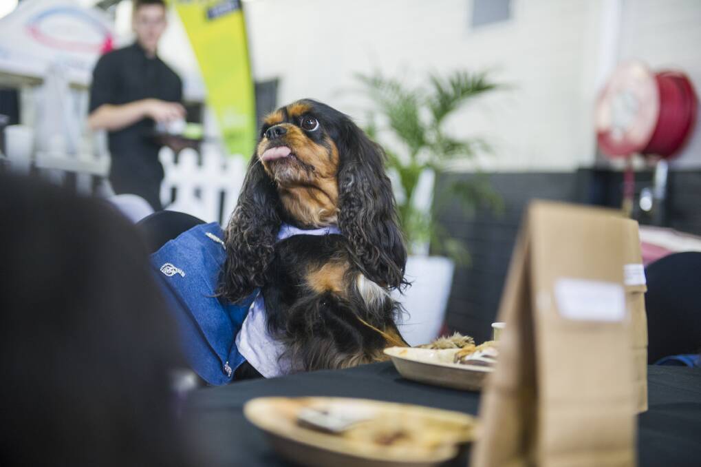 Dogs were given special dog treats and 'puppacinos' as part of the high tea. Photo: Dion Georgopoulos