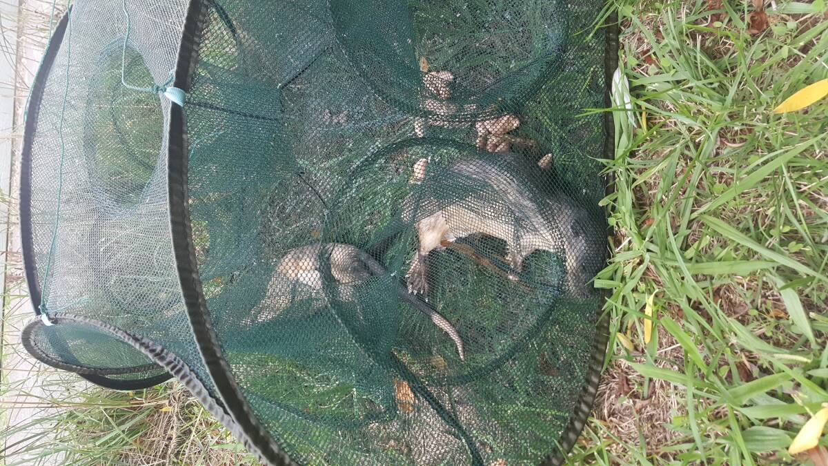 Senior parks and conservation officer Chris Troth found two native water rats trapped in illegal nets Photo: Supplied