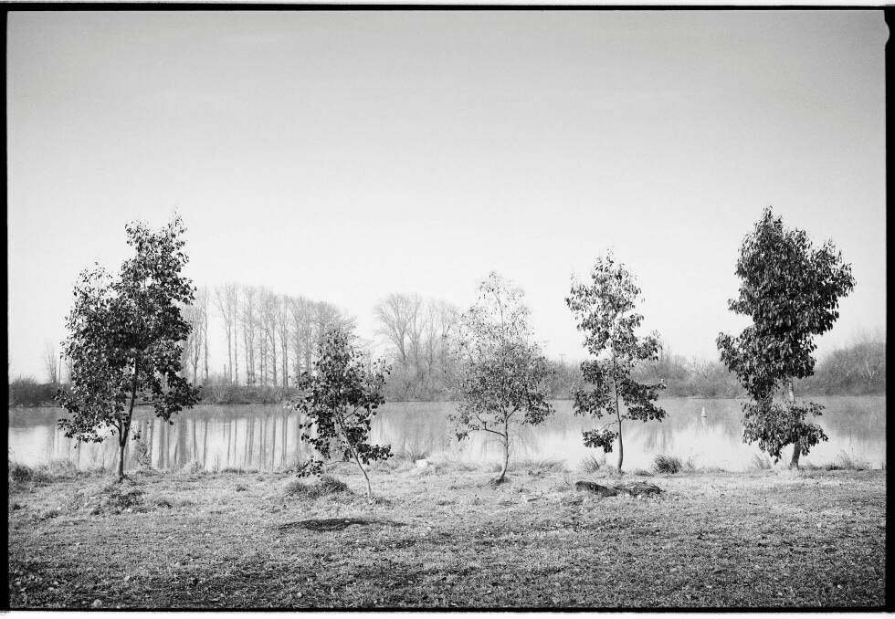 Mark Mohell, 5 Trees, 2016, at M16 Artspace. Photo: Supplied