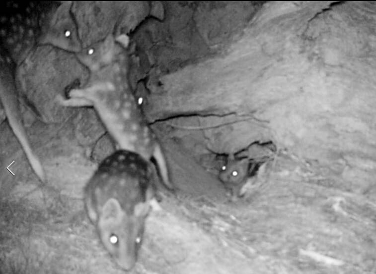Rare footage of "extinct" baby eastern quolls born in Canberra. Photo: Supplied