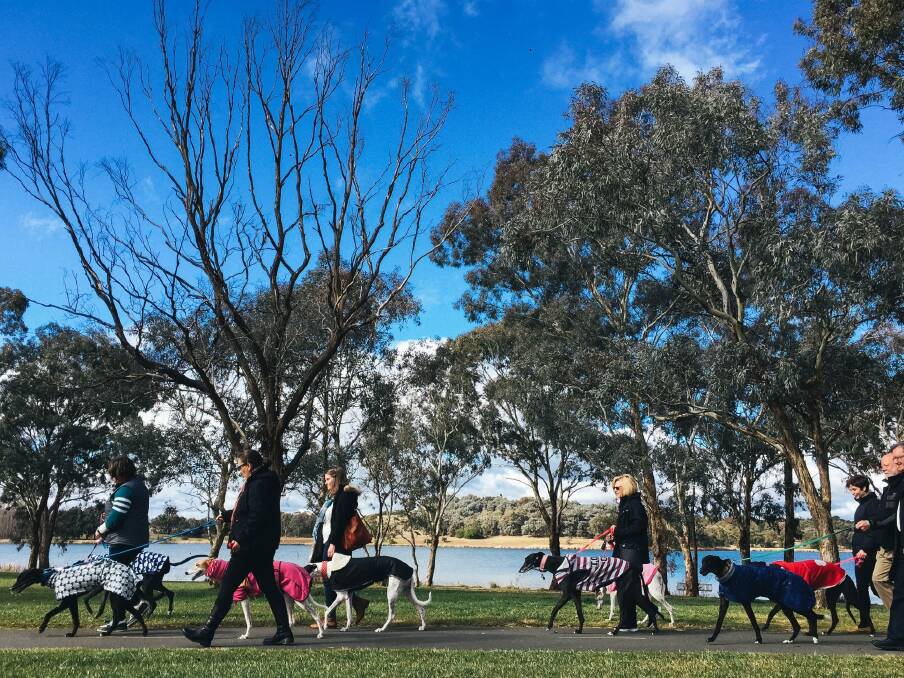 Greyhound owners and foster carers at Lake Ginninderra. Photo: Rohan Thomson