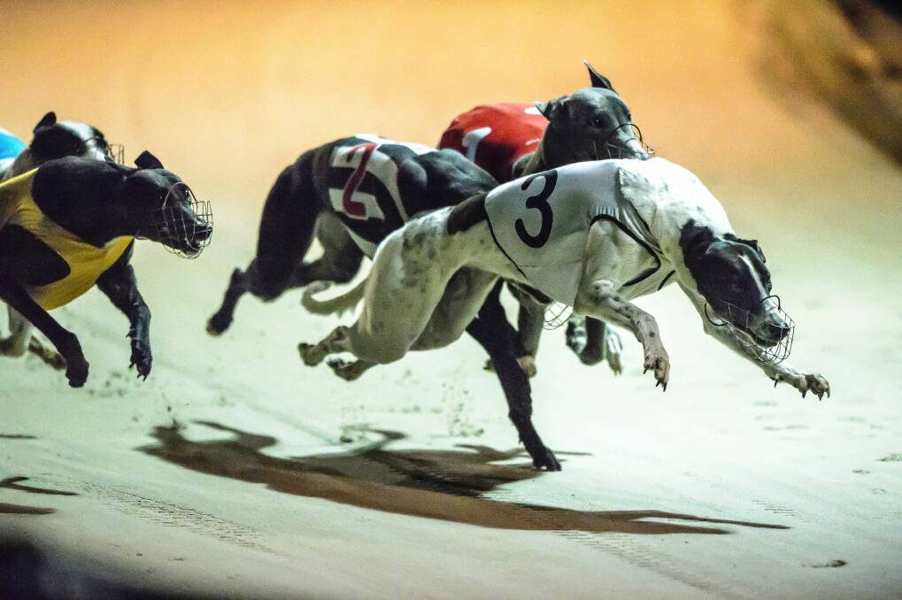 Greyhounds race in Canberra on a Sunday night. Photo: Sitthixay Ditthavong