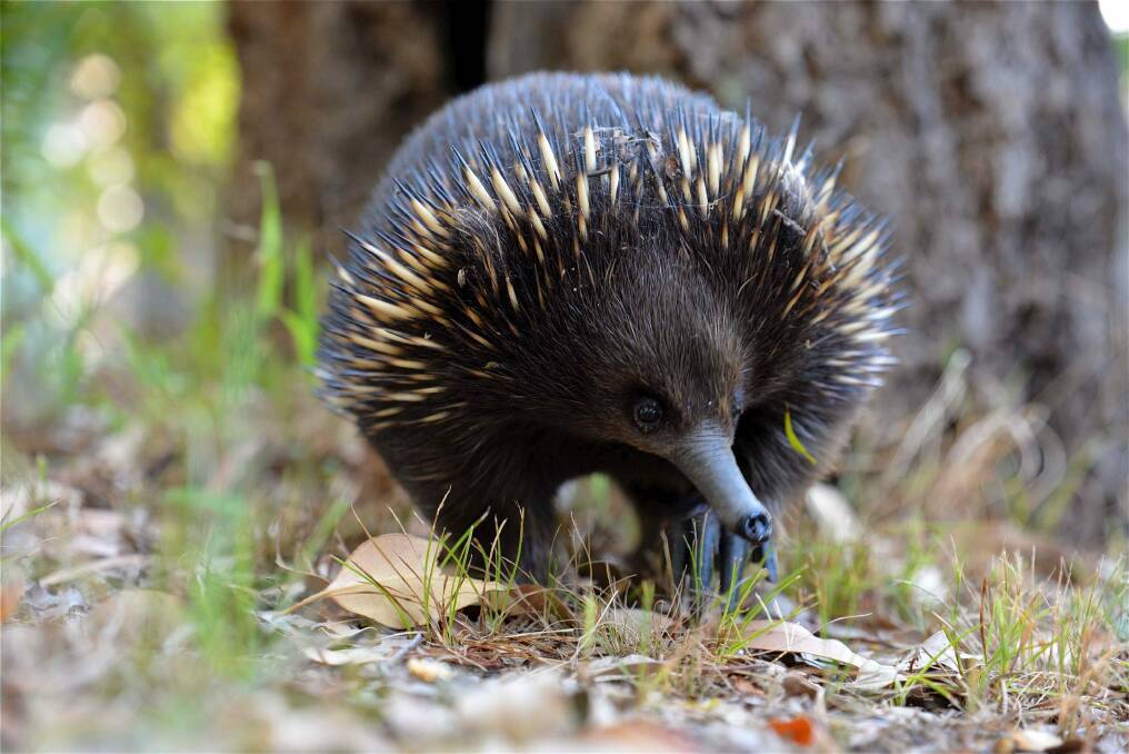 Echidnas are a tourist attraction in the ACT. Photo: Theo Malikides