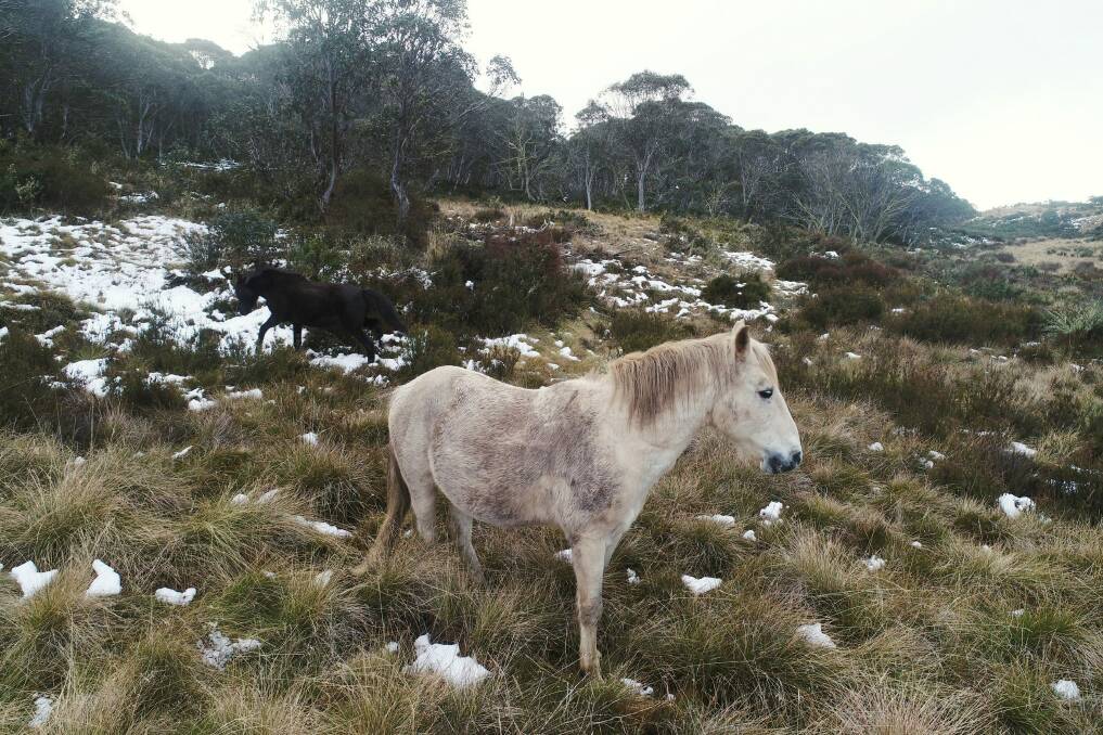Brumbies in the high grasslands near Kiandra in the Snowy Mountains. Photo: Nick Moir