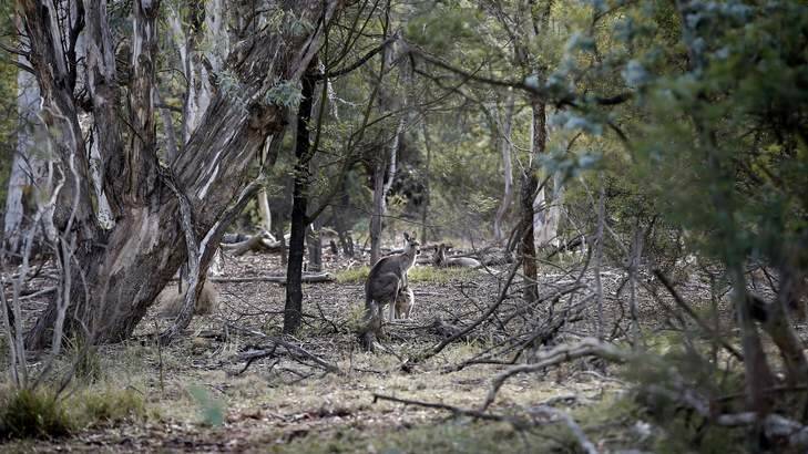 Kangaroos on Mt Ainslie. Photo: Jeffrey Chan
