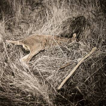 James Tylor's photo Un-resettling (Hunting Kangaroo) featuring at PhotoAccess. Photo: Supplied