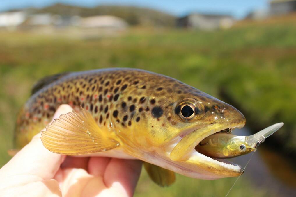 The snowy mountains streams are chock-full of hungry little brown and rainbow trout. Photo: Supplied