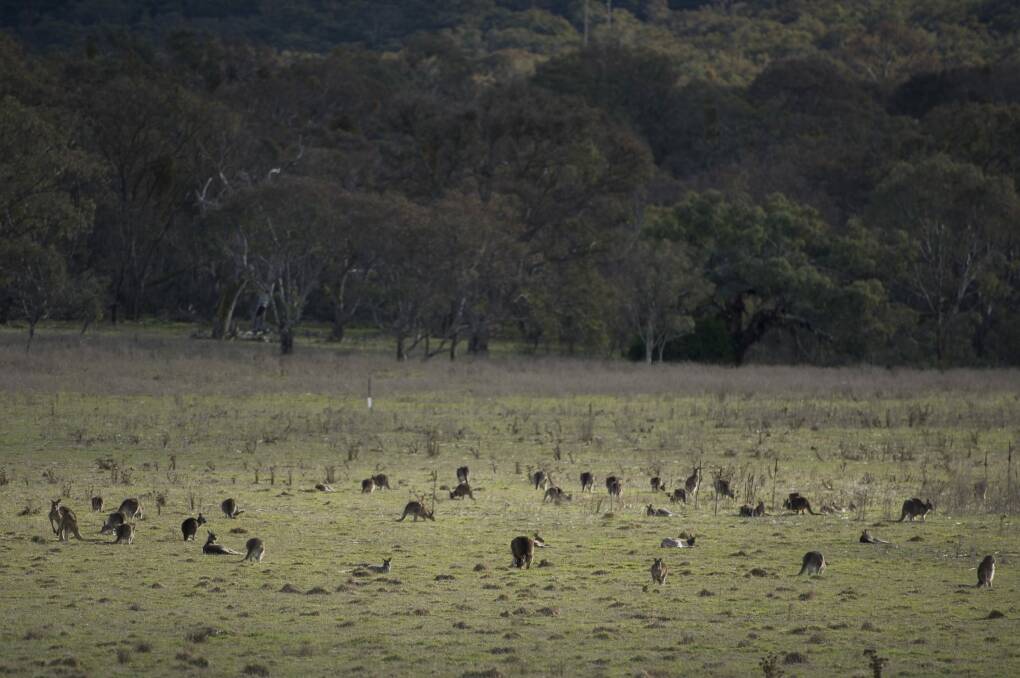 Large numbers of kangaroos grazing near Majura Parkway. Photo: Jay Cronan