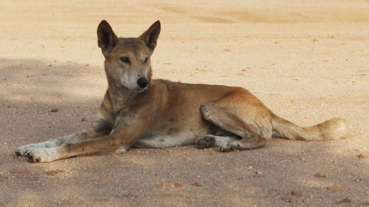 Dingoes are a feature of K'gari. Picture file