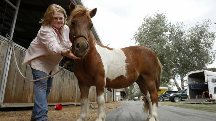 Judith Winter of Mount Fairy and her miniature horse Rebel. Photo: Jeffrey Chan