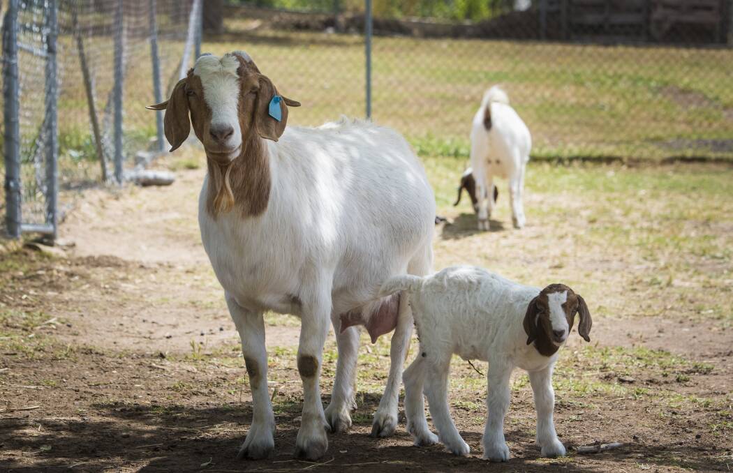 The farm's prize goats have just given birth to a new clutch of kids. Photo: Elesa Kurtz