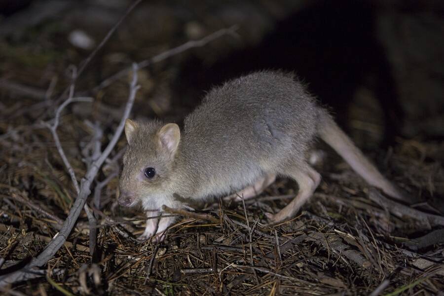 The Bettong Bungalow campaign aims to raise money to fund an expansion of the Mulligans Flat Woodland
Sanctuary, where bettongs have been successfully reintroduced into the ACT. Photo: Supplied