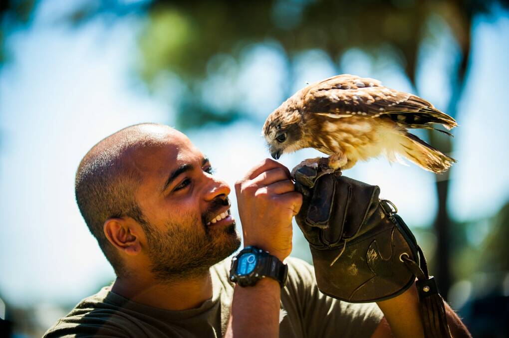 Bird trainer Ravi Wasan with a rare southern boobook owl aka Mopoke. Photo: Elesa Kurtz
