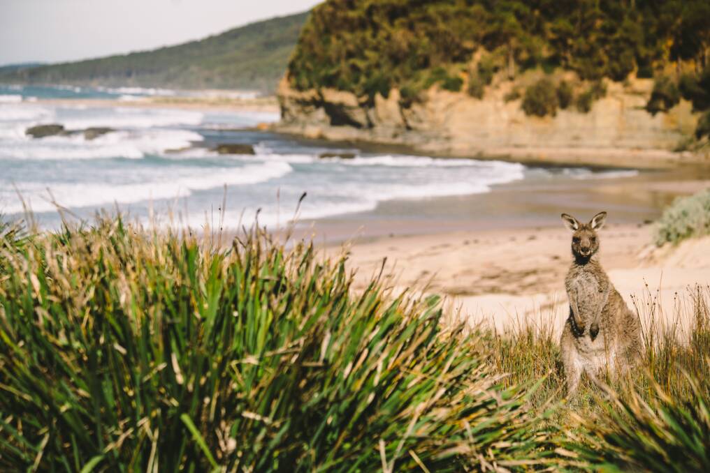 Kangaroo on the Pebbly to Pretty Beach walk. Photo: Supplied
