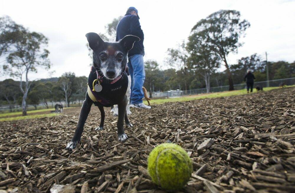 Happy dogs at the opening of the new off-leash dog park in O'Connor in 2014. Photo: Elesa Kurtz
