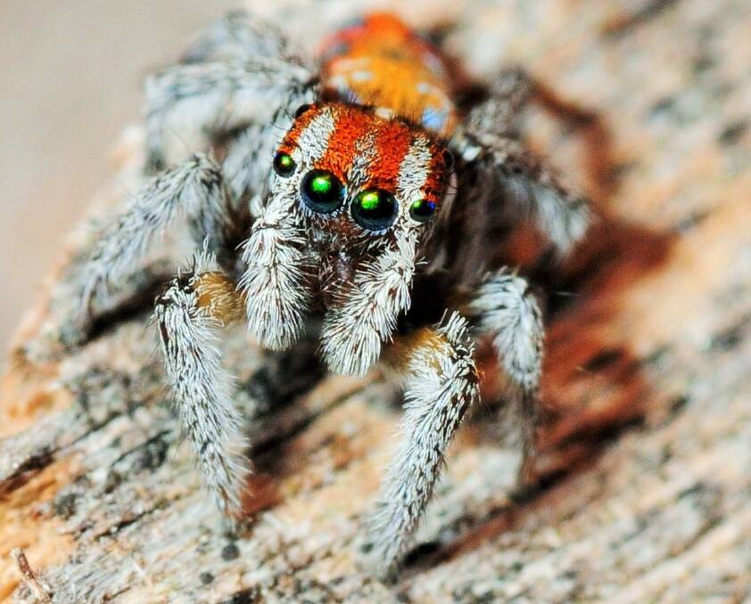 A new species of peacock spider was discovered  on Black Mountain in 2012. Photo: Stuart Harris