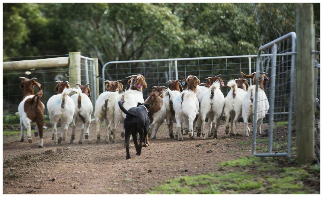 Goat theft is a 'significant issue' for regional Queensland police. Photo: Simon O'Dwyer
