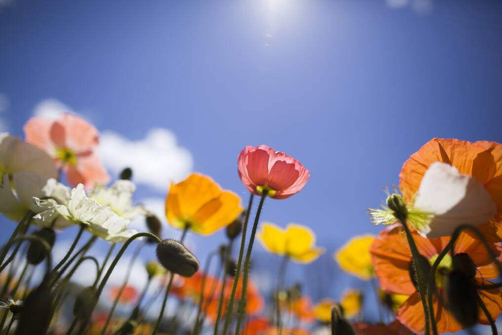 Canberrans will be celebrating the warmer spring weather when Floriade arrives. Photo: Supplied